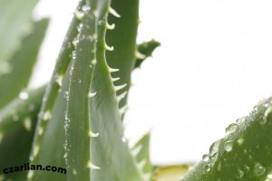 30 Incredible Advantages Of Aloe Vera
